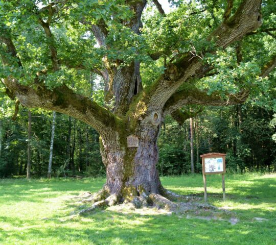 1000 year old oak