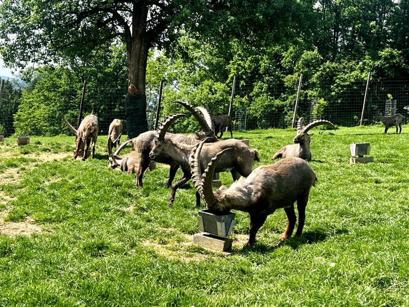 A group of ibexes with long, curved horns graze and feed from troughs in a green, fenced area in the Hochrieß wildlife park. In the background there is a tree surrounded by lush vegetation. The scenery is reminiscent of a game reserve or nature reserve.