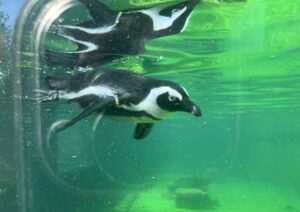 Salcburská zoo Hellbrunn (c) Paul Weindl za 365Austria (25)